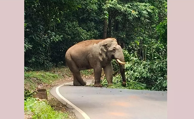 Elephant spotted on Charmadi Ghat road; traffic disrupted for over an hour